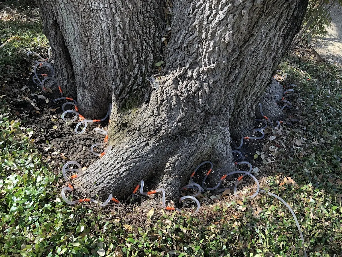 Detailed Tree Cabling and Bracing job site in Harkers Island