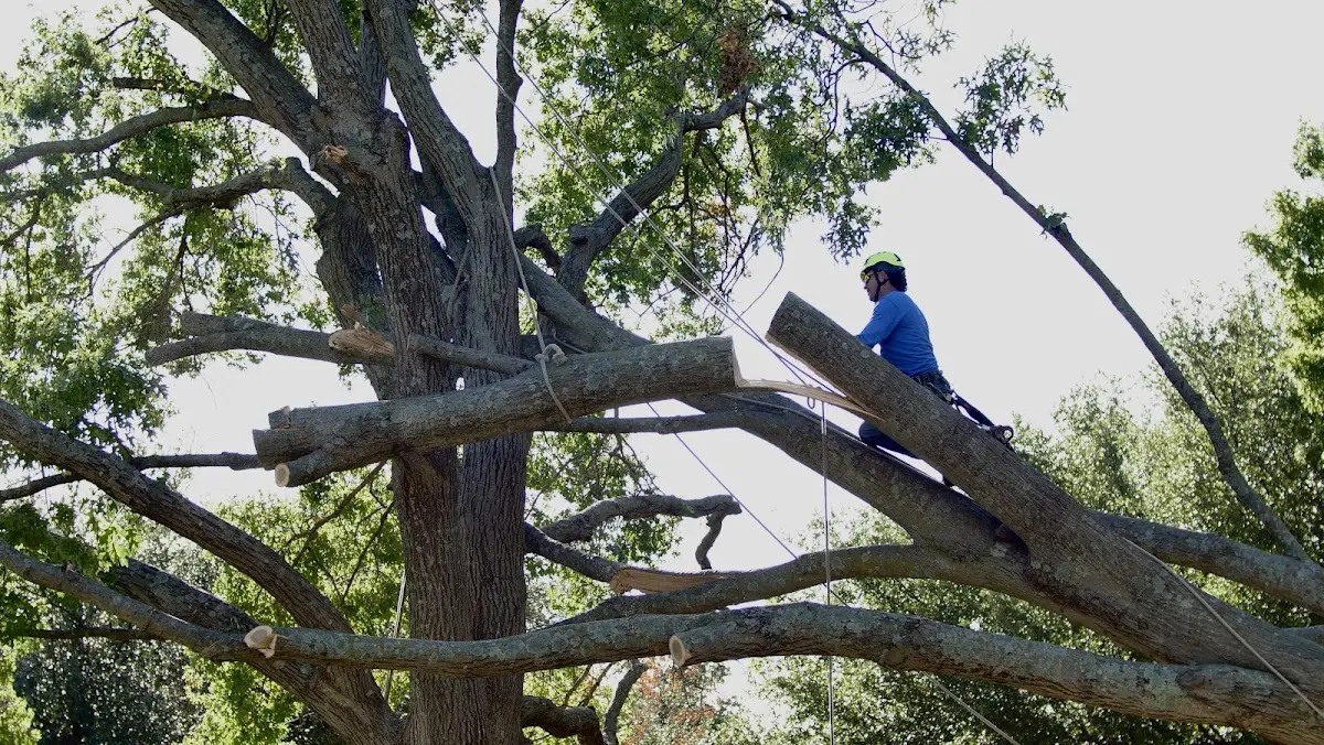 Professional Crown Thinning performed by certified arborists in Harkers Island