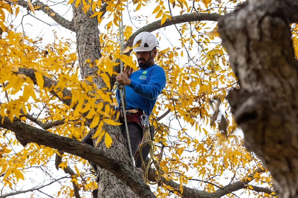 Skilled Tree Pruning crew working in Harkers Island