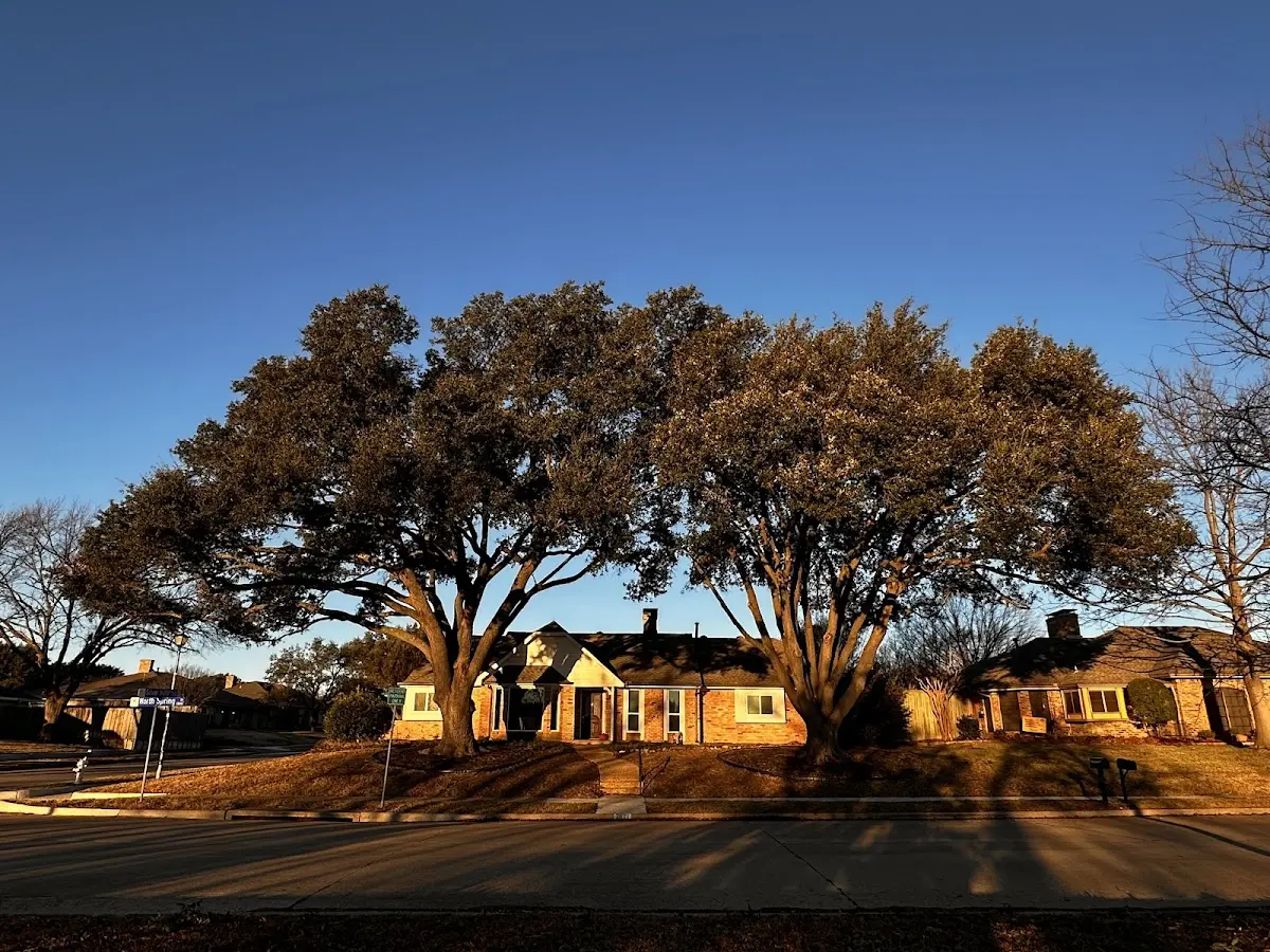 Established residential canopy tree shading a home in Harkers Island